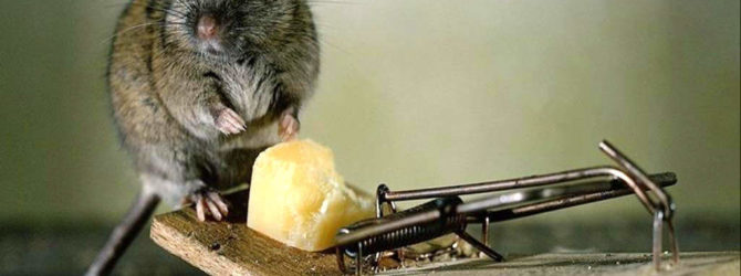 Мышь и мышеловка с сыром